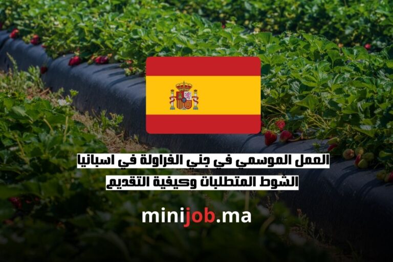 العمل الموسمي في جني الفراولة في اسبانيا الشوط المتطلبات وكيفية التقديم