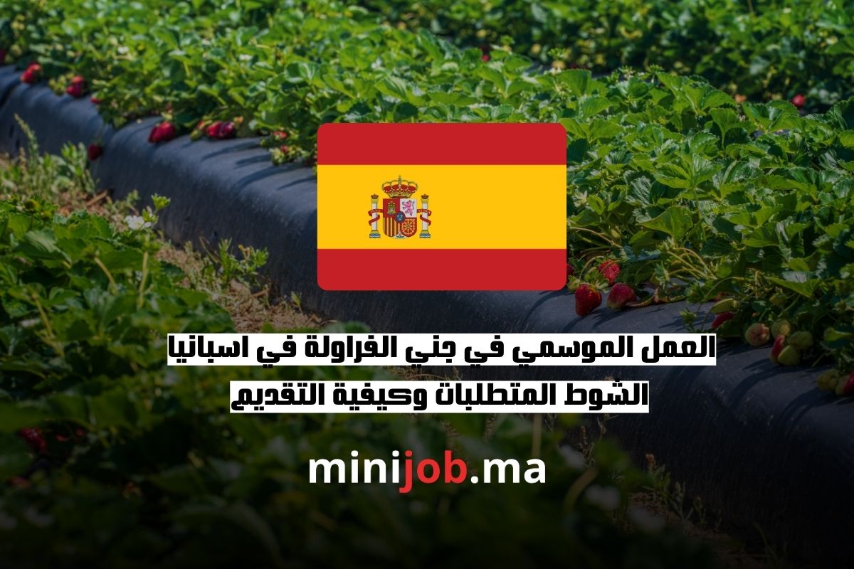العمل الموسمي في جني الفراولة في اسبانيا الشوط المتطلبات وكيفية التقديم
